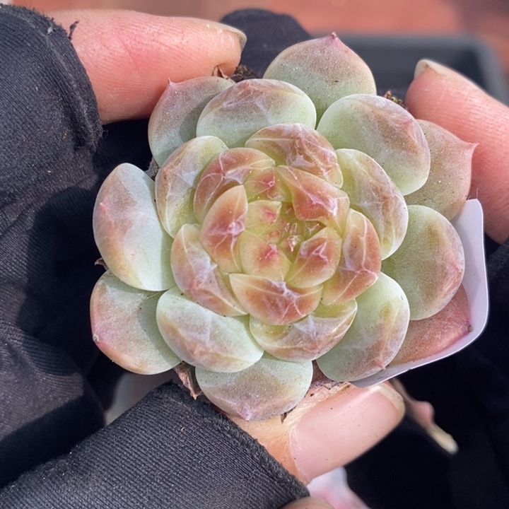 1207-610'，糯心魄多肉