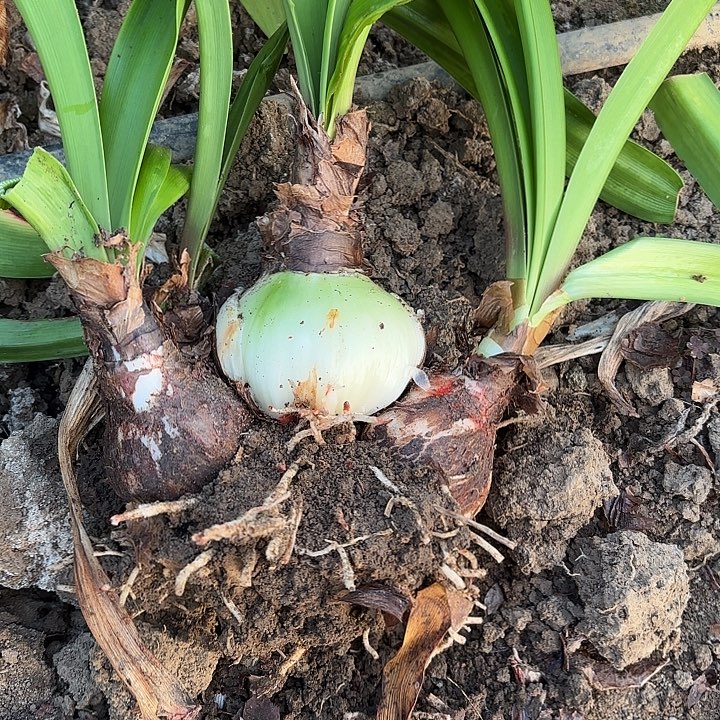 花孔雀包对版一号