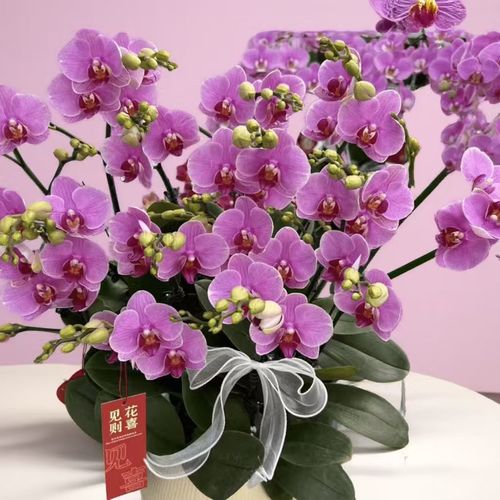 【紫蝶】粉色系花瓣鲜活蝴蝶兰经典品种室内观赏花卉