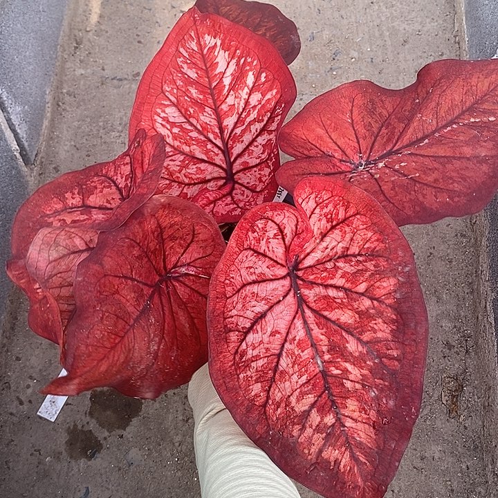 泰国彩叶  200-0203