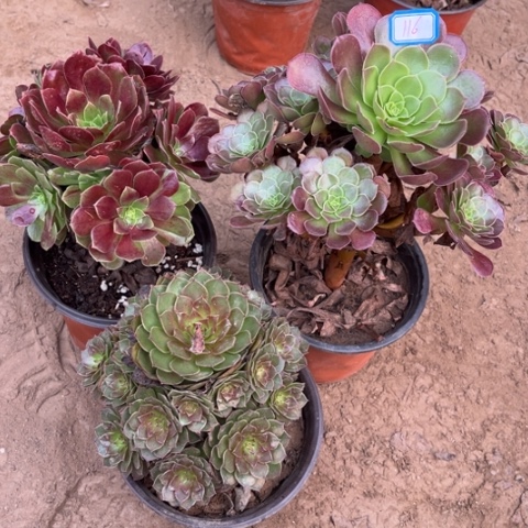 116多肉植物组合，