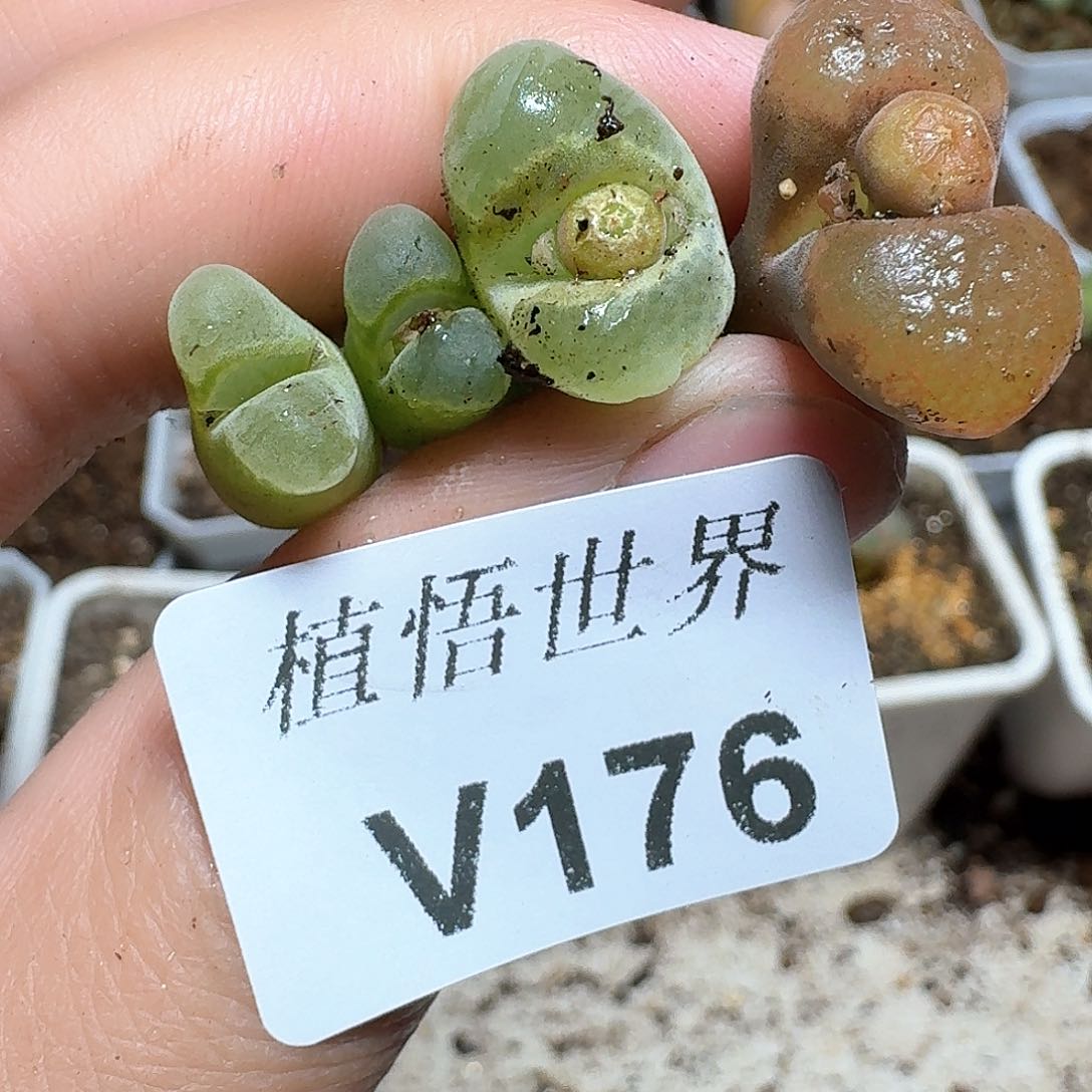 176号多肉植物哇f g