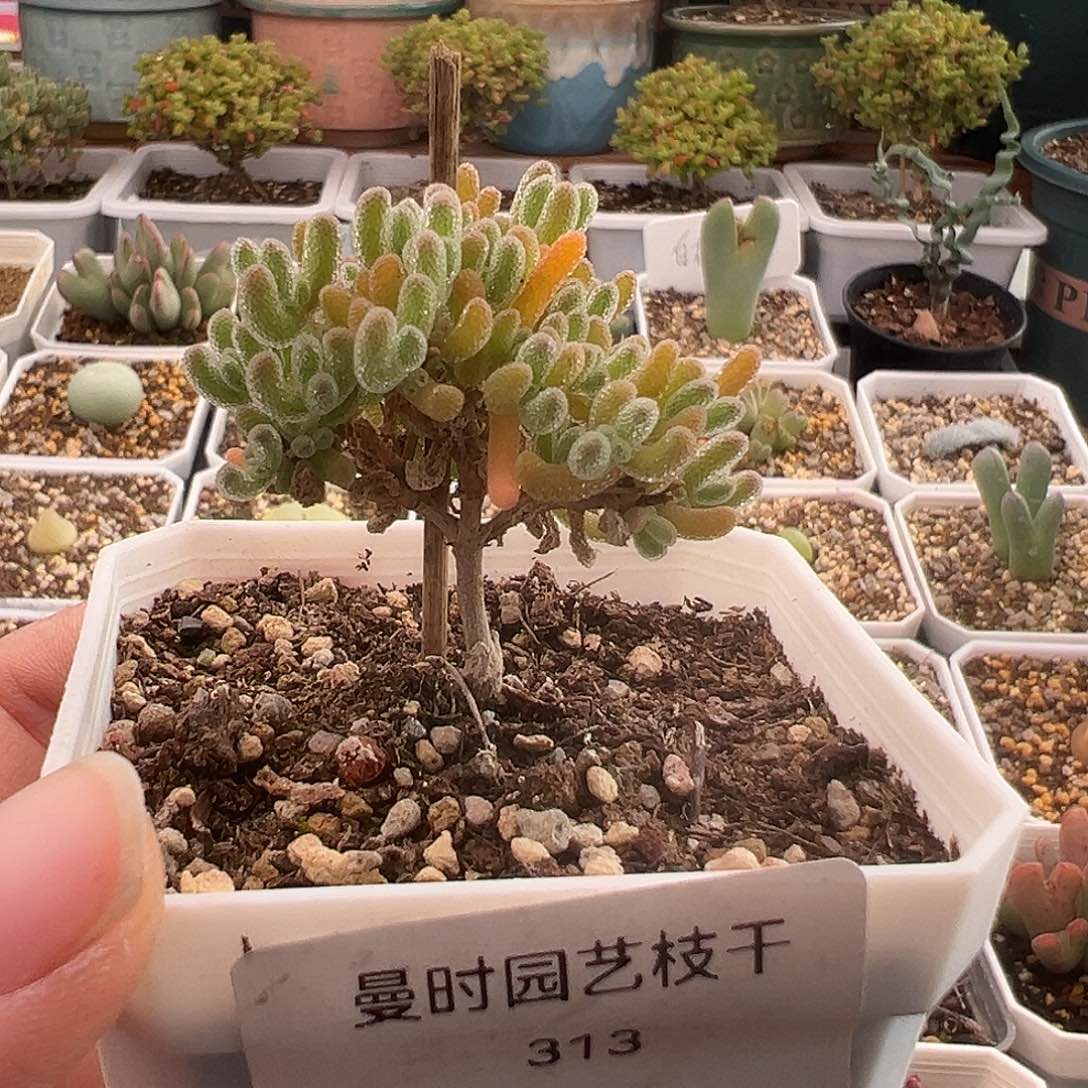 313号橙冰晶12.22多肉