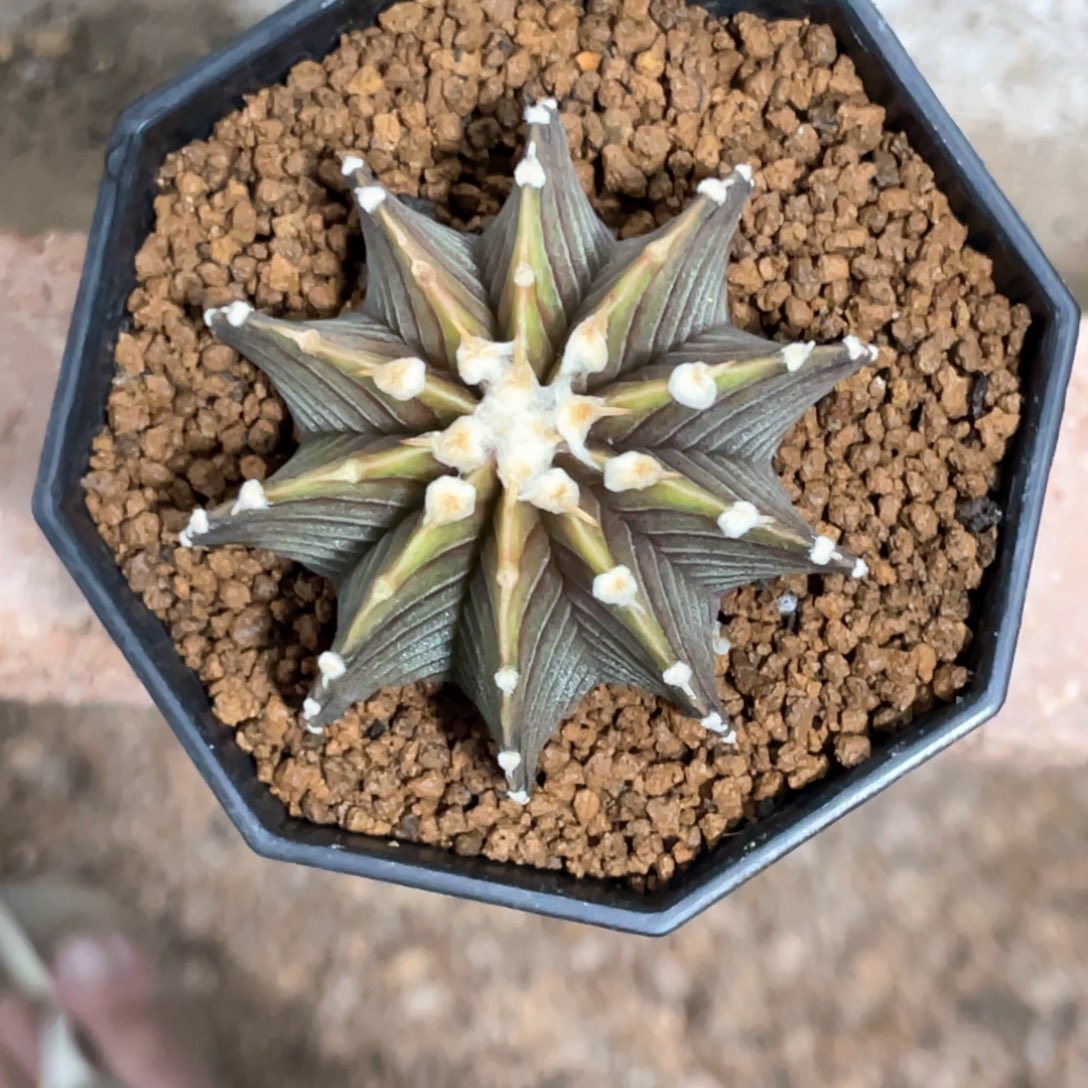 蕃***茄当前无花朵，栽培后可花朵黄体高绒肋骨