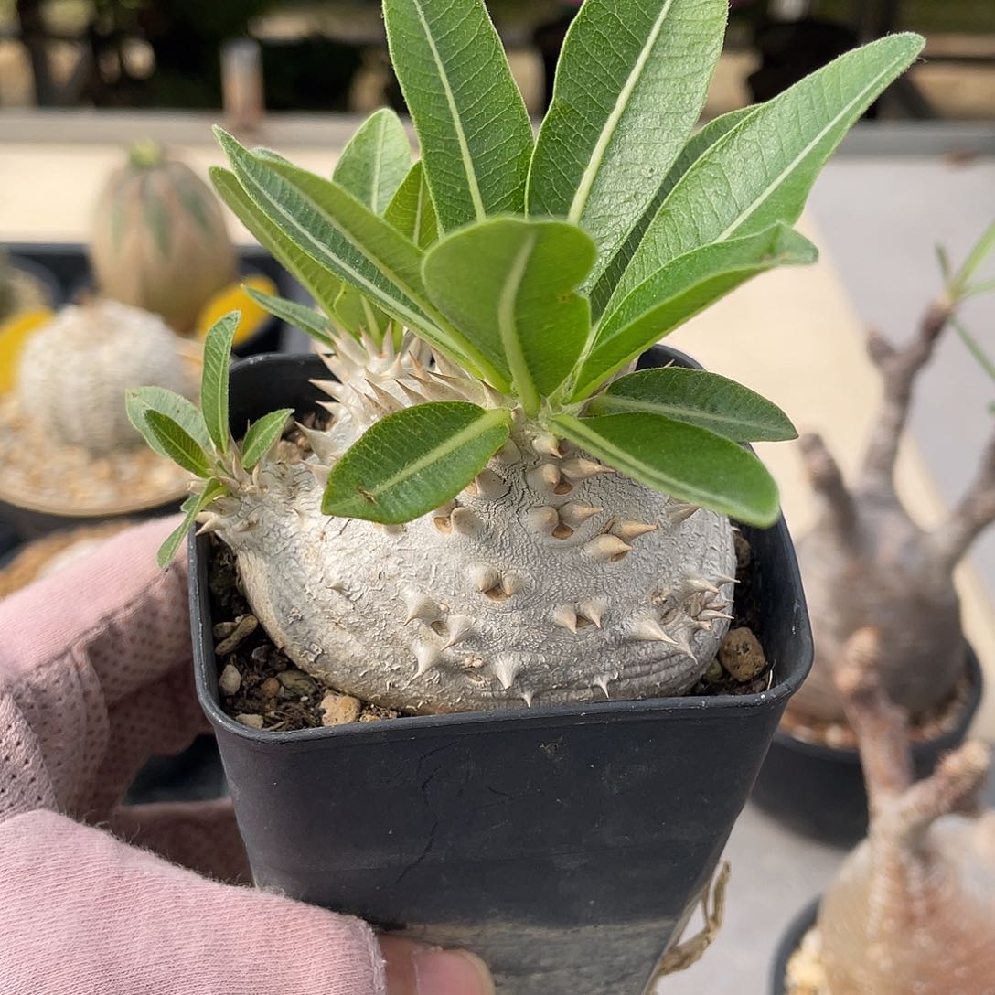 惠比大黑带盆发货