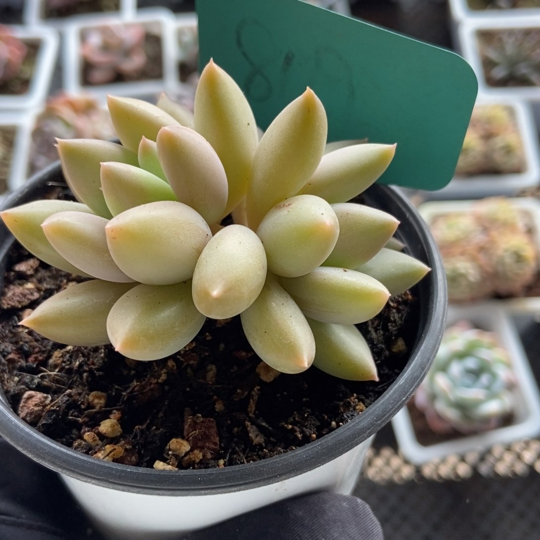 809车厘子多肉植物保护