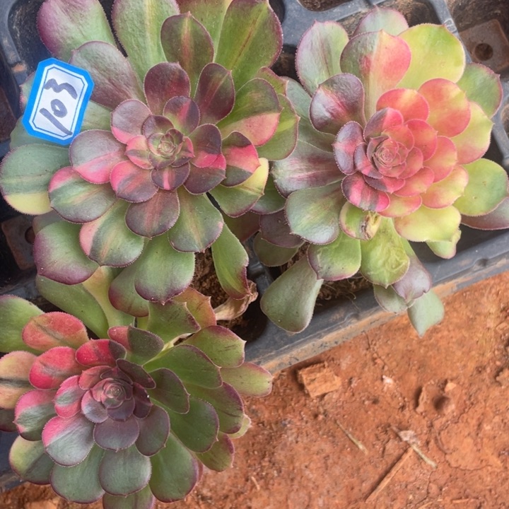 103韶秀七彩三个单头