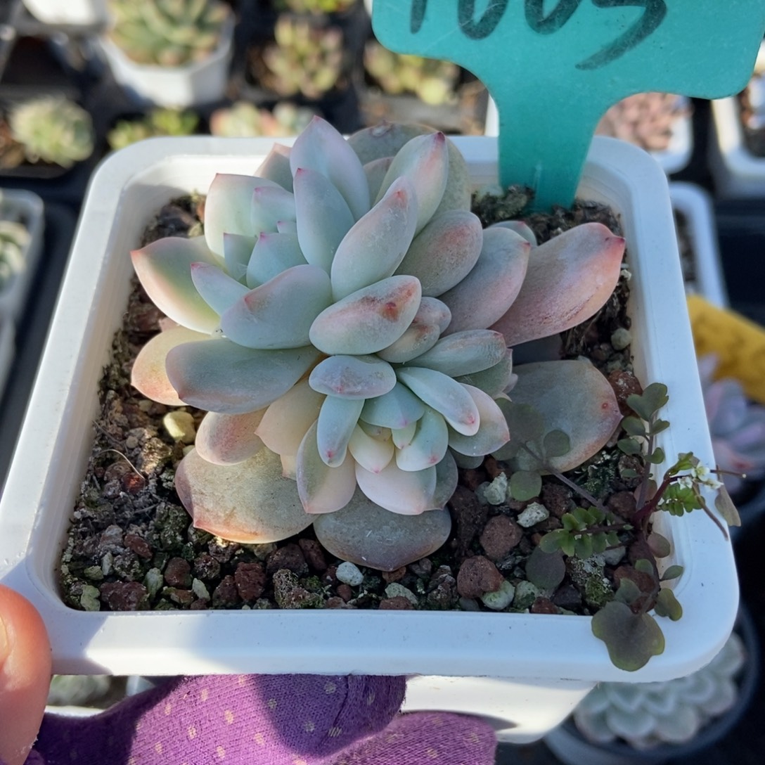 1603梦露锦多肉植物