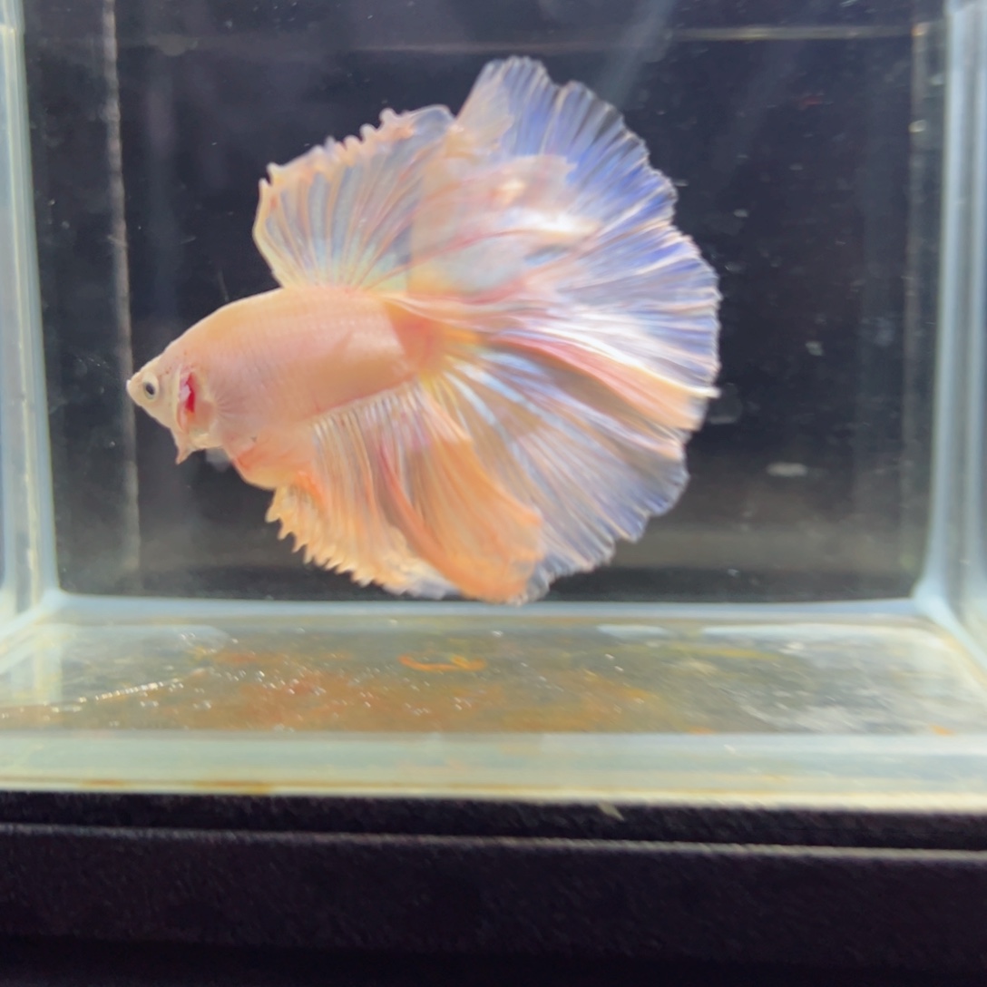 斗鱼浅色特殊尾hhhh