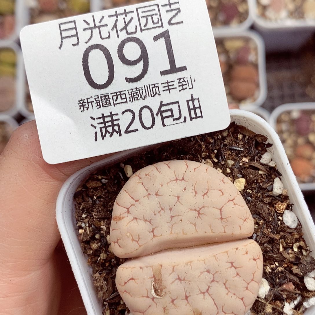 我们一起暴富吧091