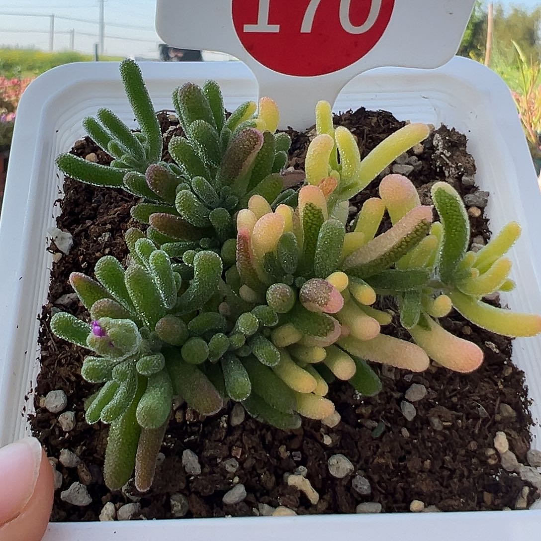 170号荧光兔锦4.15多肉