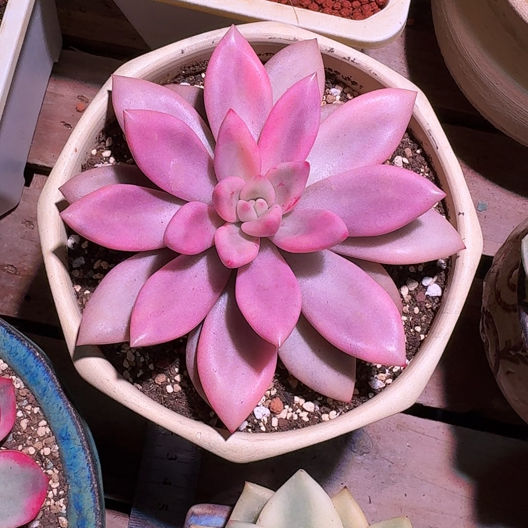 桃花源锦多肉多肉