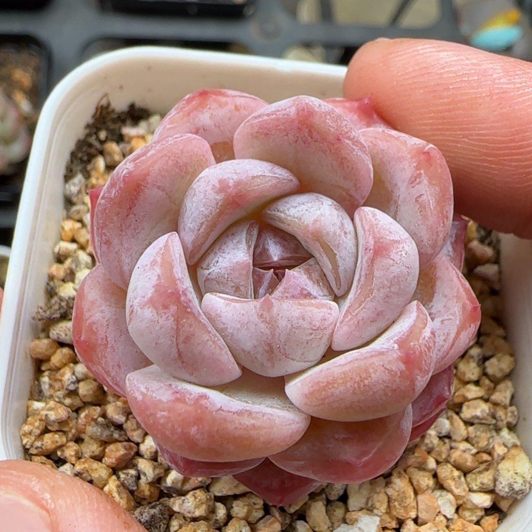 一物一拍云岚24143