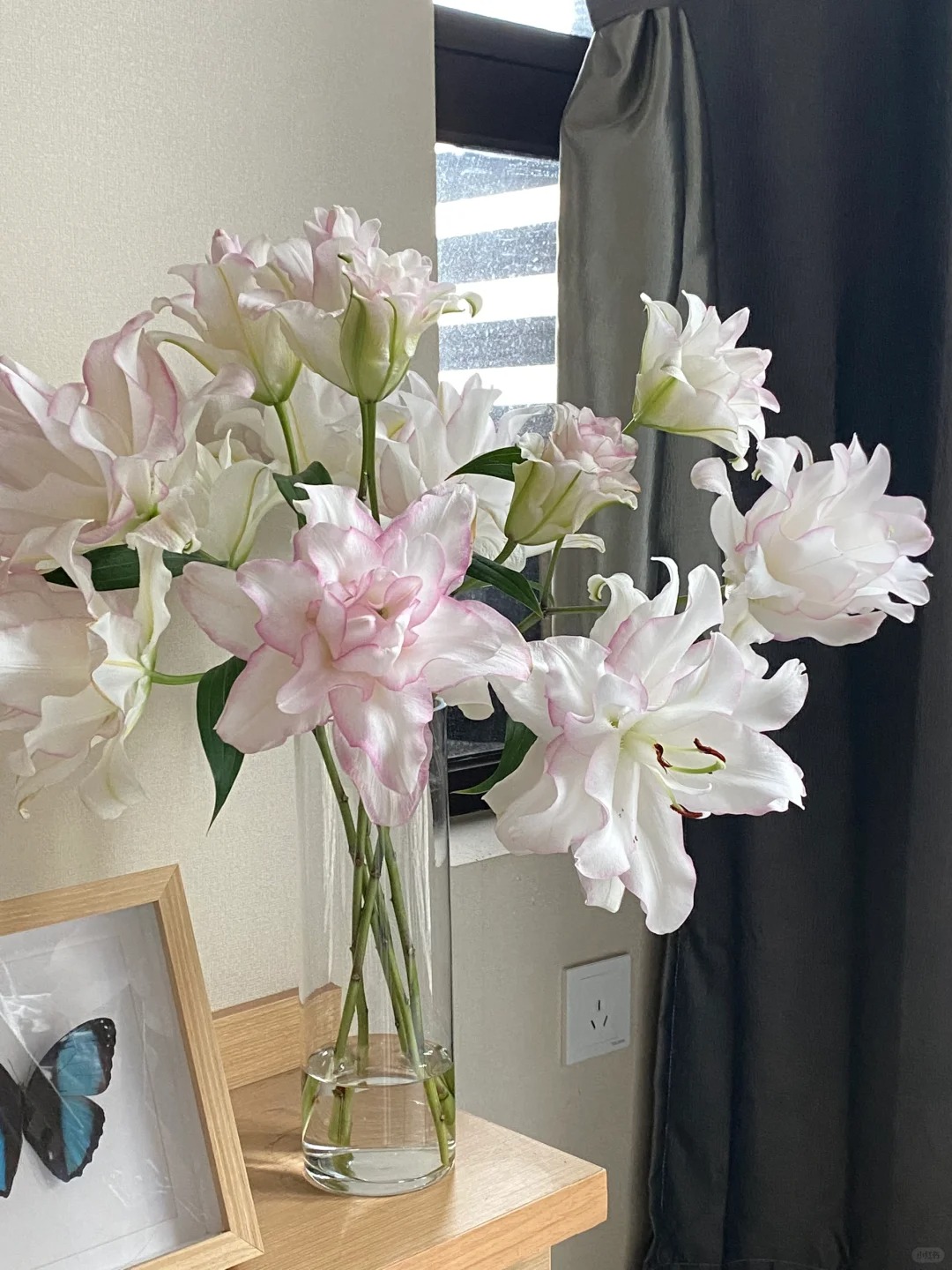 【花满堂】重瓣百合 冰美人  任意两单包邮 发货后不支持退款