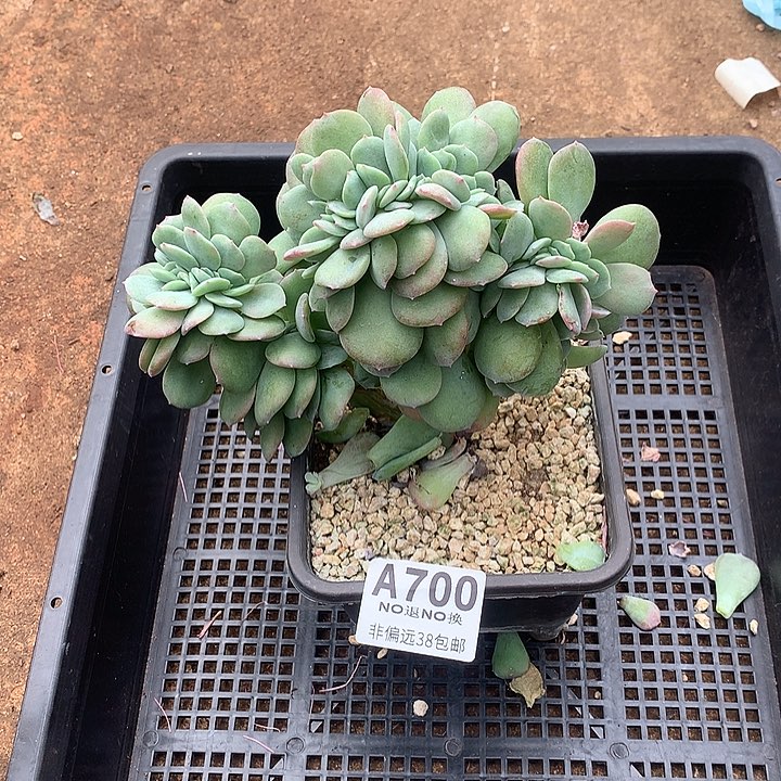 天鹅绒缀化 全场8折 需要延迟发货