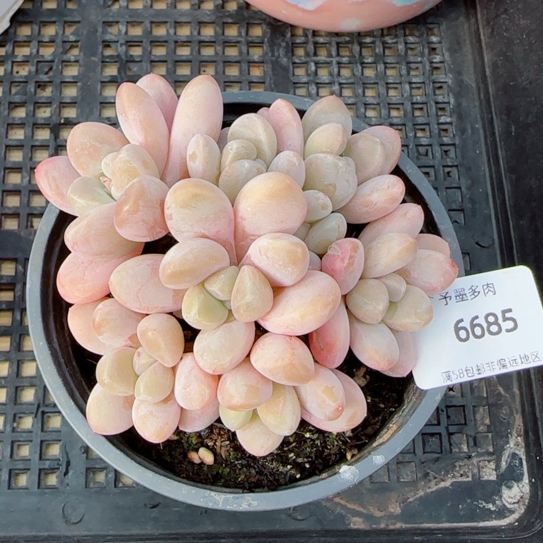 香玉无砍，6685多肉