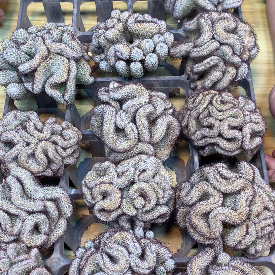      自根 出根直刺裴蕾缀化 整体9公分起发