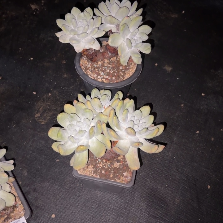 F****拇指仙女杯多肉植物