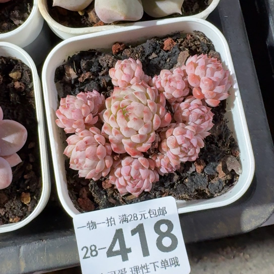 小粉梅无盆土发货无