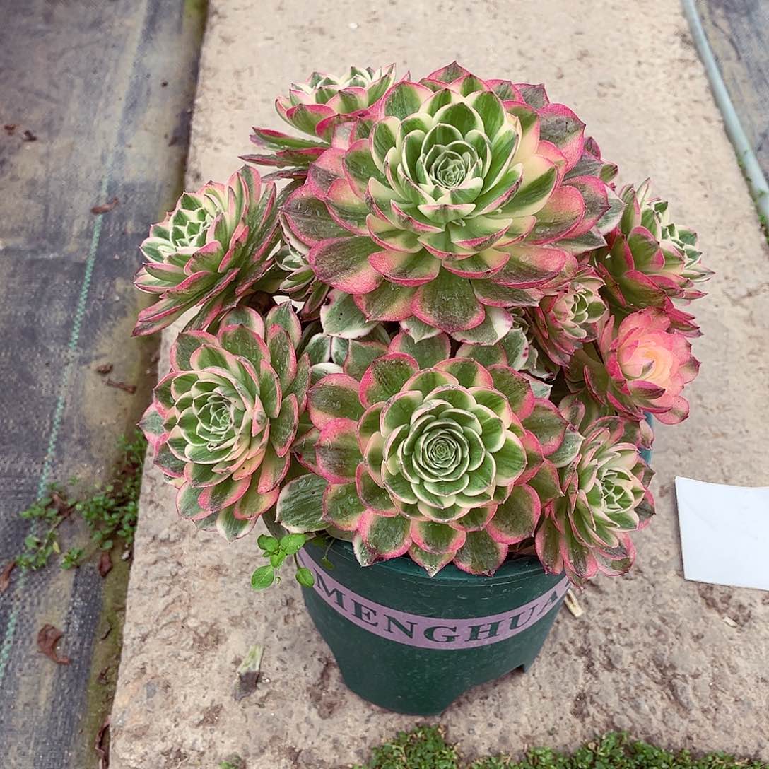 法师多肉漂亮漂亮