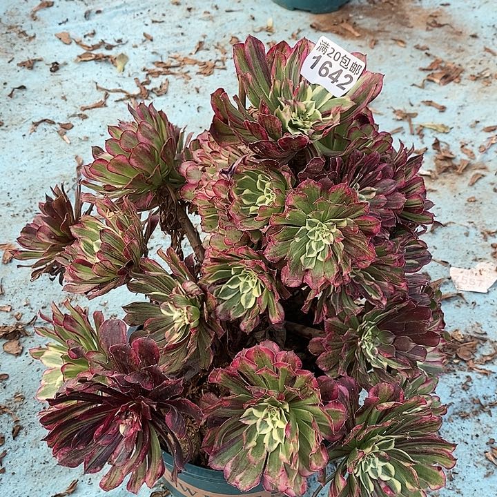 1642 一颗同花顺法师（断指没有售后