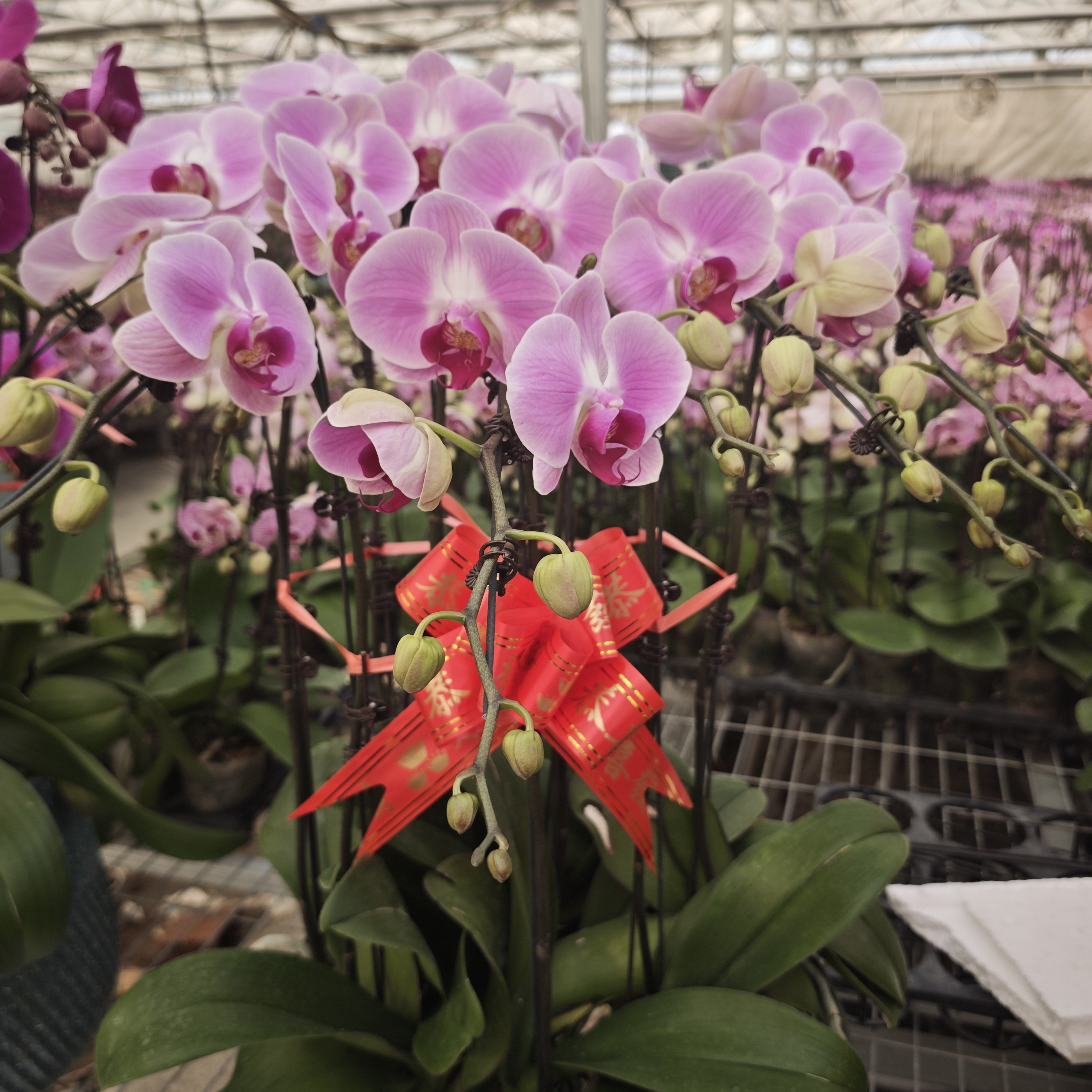 中国女孩~10珠  高档盆