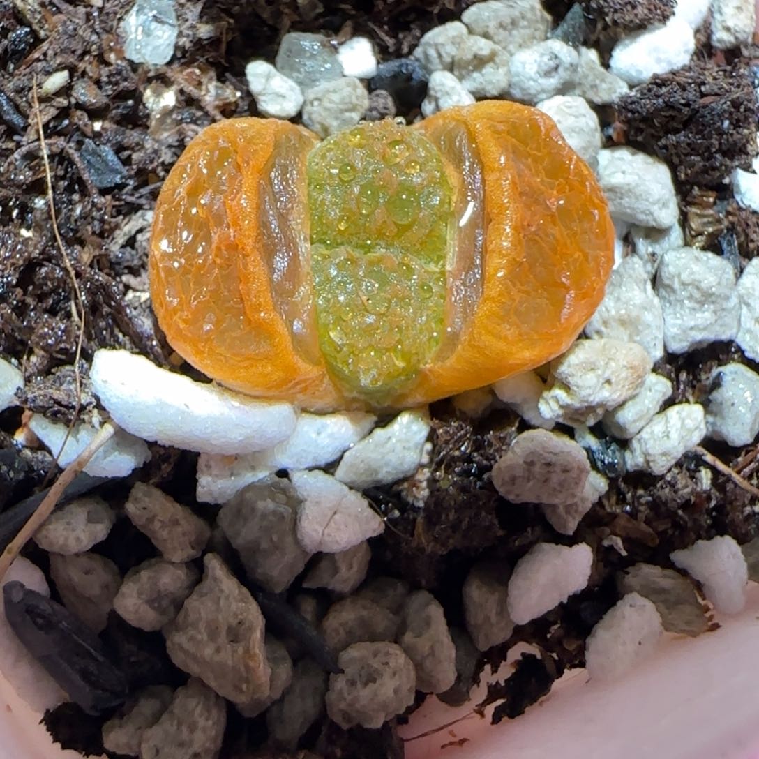 肉锥多肉植物百科6-EH980蛋糕635