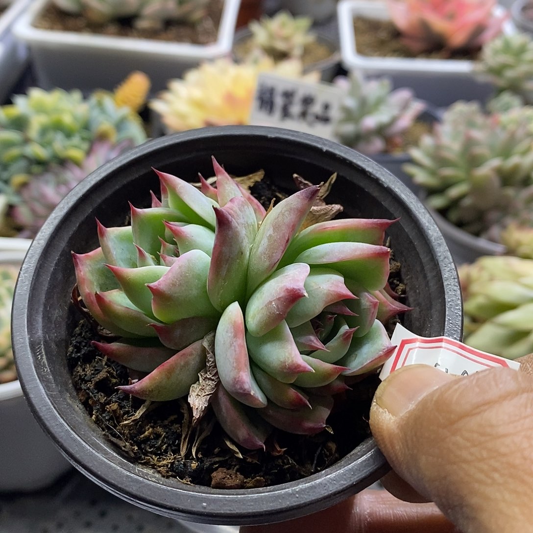 14196 惊鸿仙子多肉