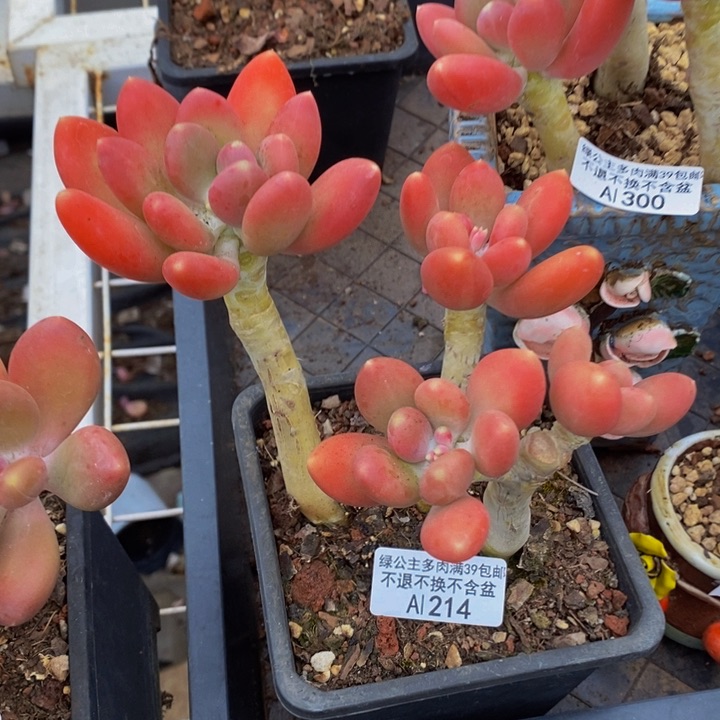 金蝉老桩214多肉植物