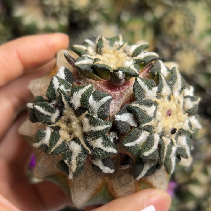 57 黑牡丹 仙人球的故事是