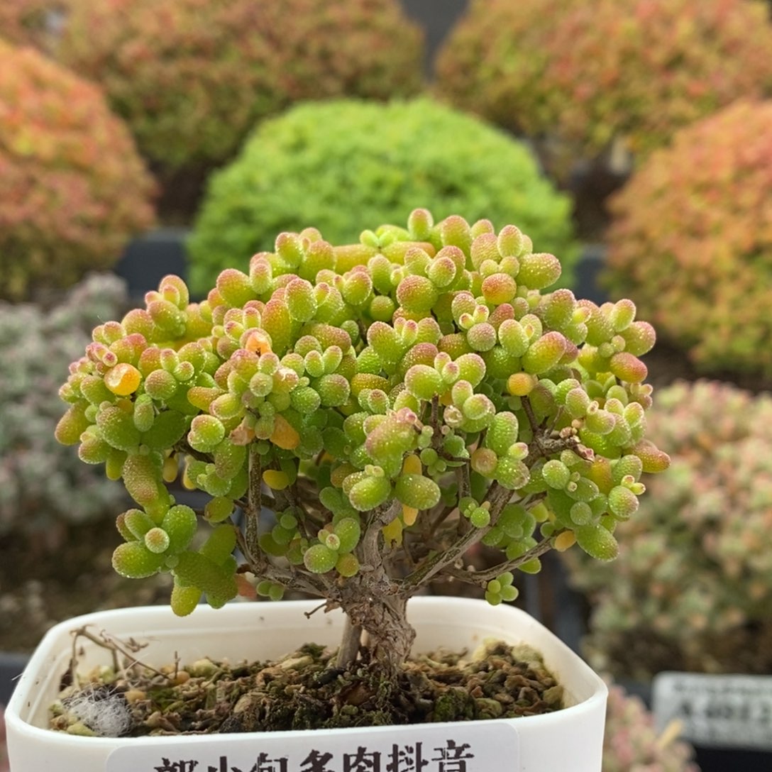 金橘糖球4057枝干番杏