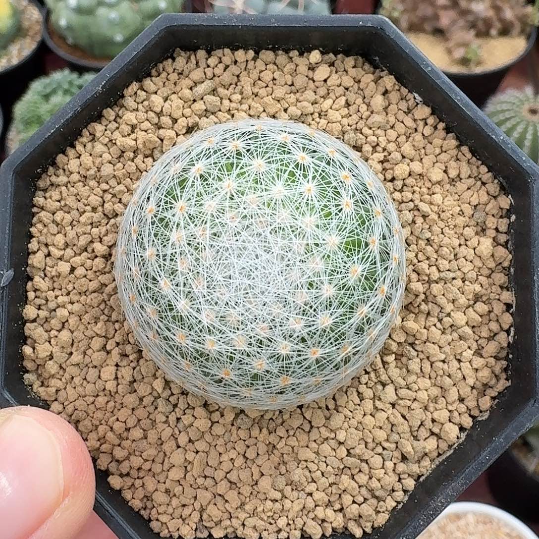 白绢丸仙人球123456