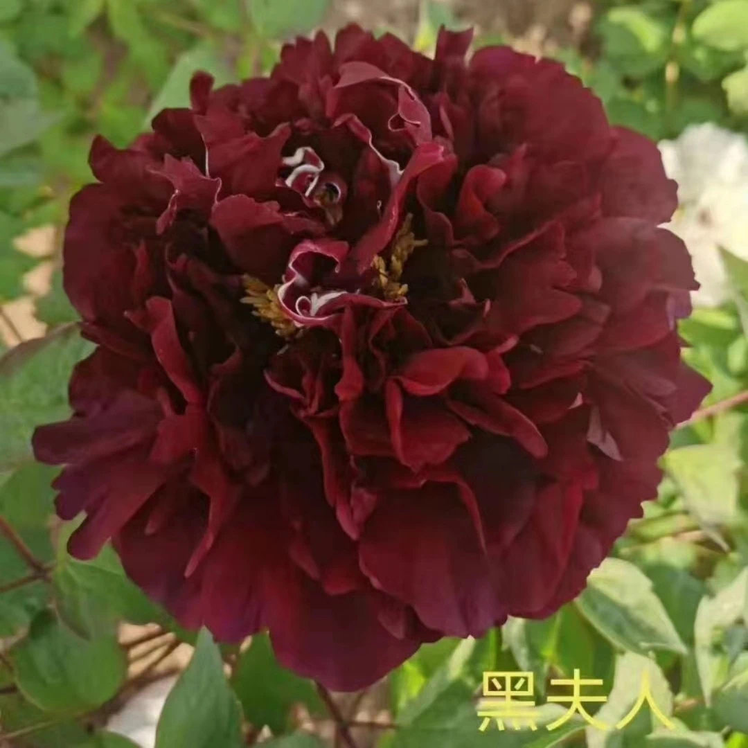 【黑夫人】正宗洛阳重瓣牡丹花苗北方耐寒盆栽地栽室内庭院花卉牡丹