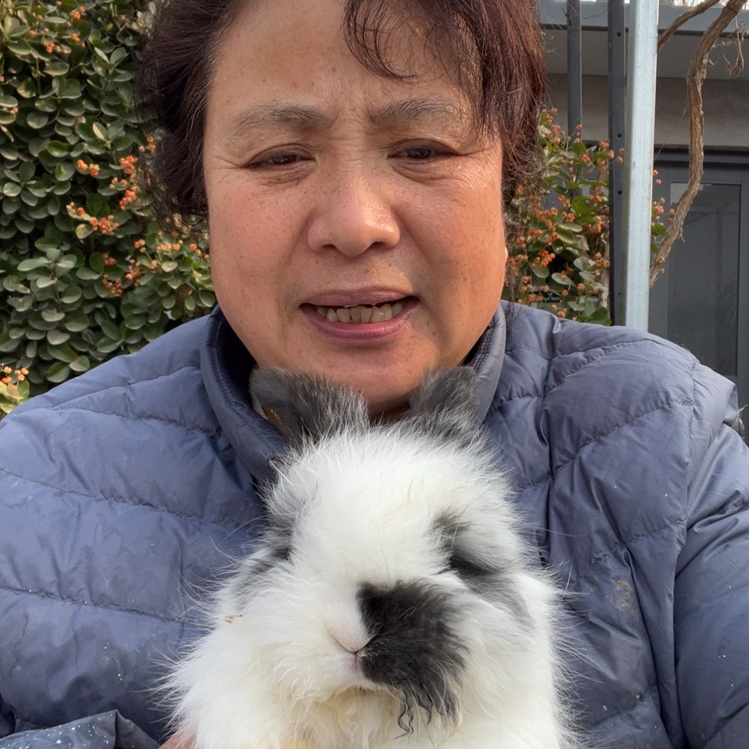 宠物兔英系安哥拉兔