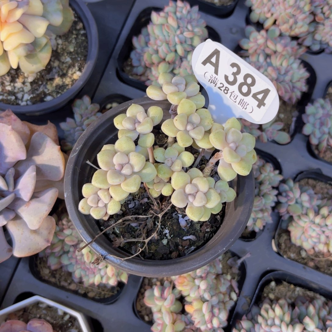 A384丸叶姬秋丽锦一物语拍