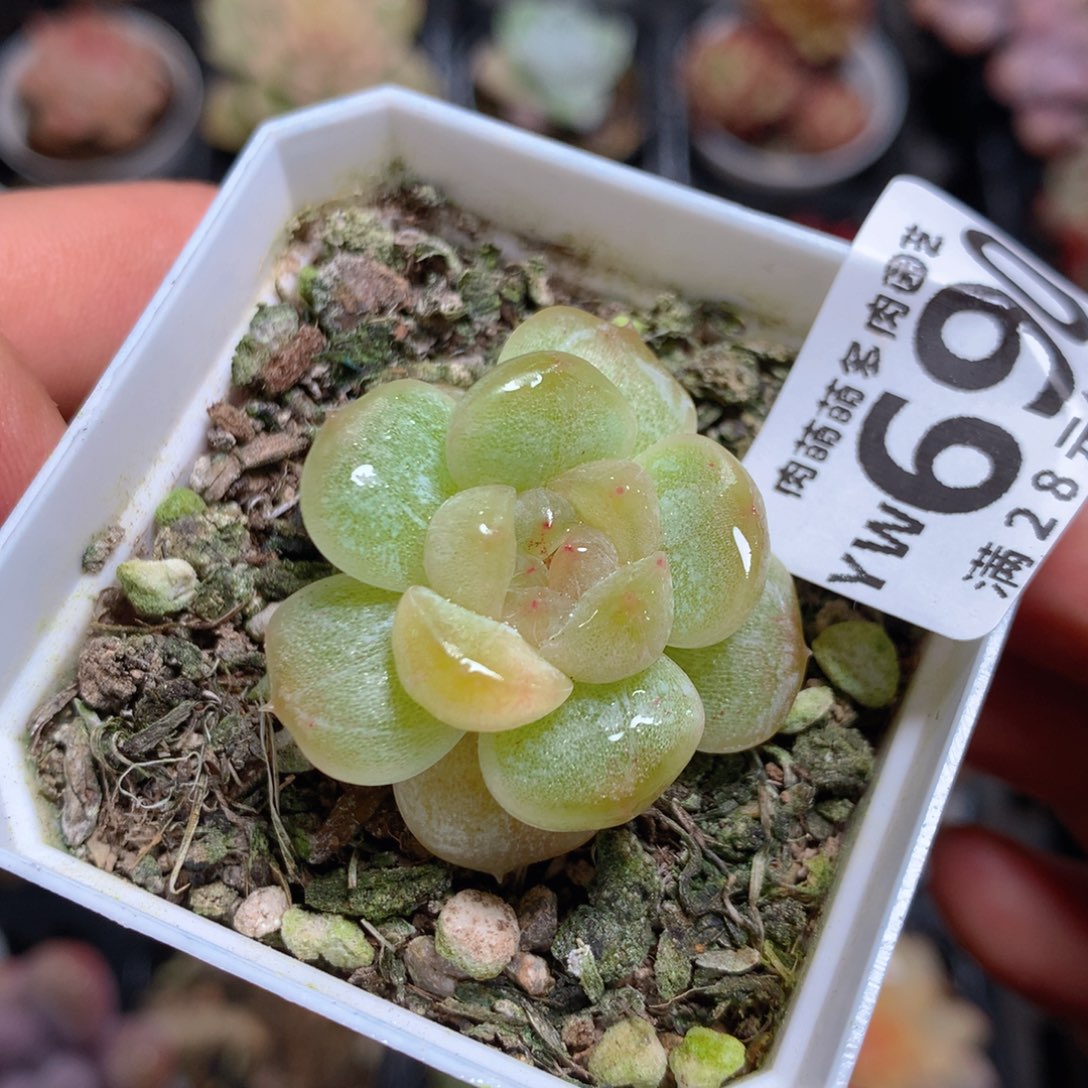5CM拇指盆精控多肉YW690