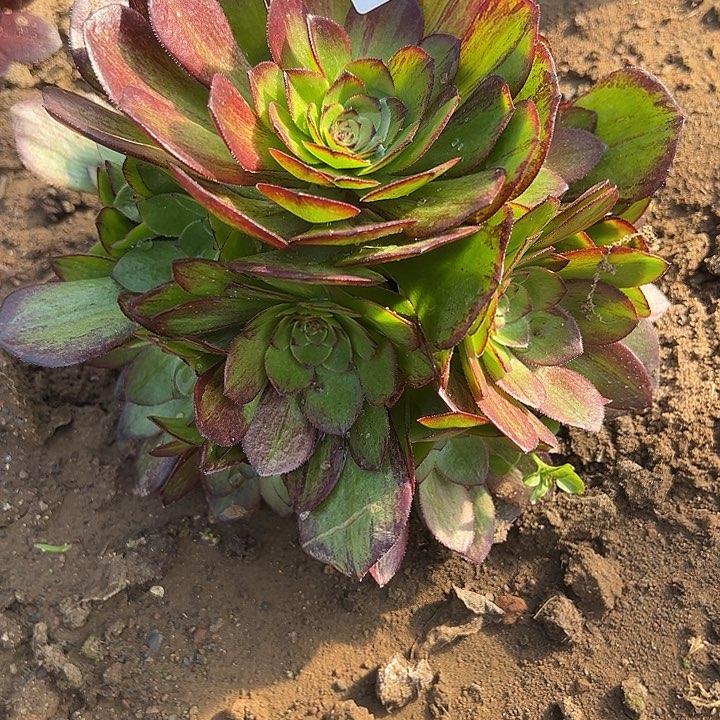 2.13-10墨染多肉植物2