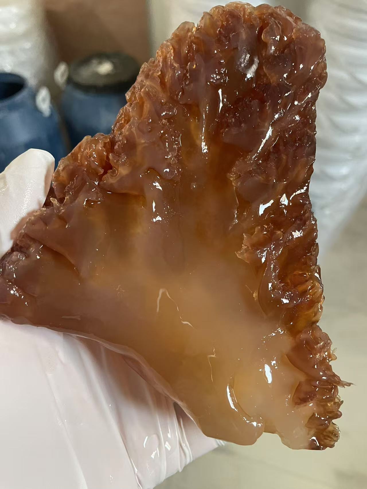 新货野生海蜇大角嘎嘣脆口