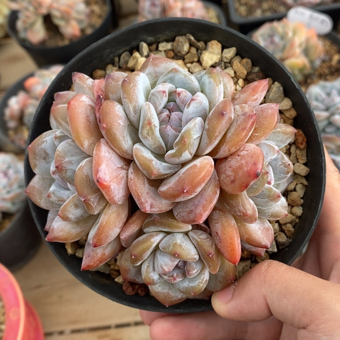 四头红皮紫心小肥肥 