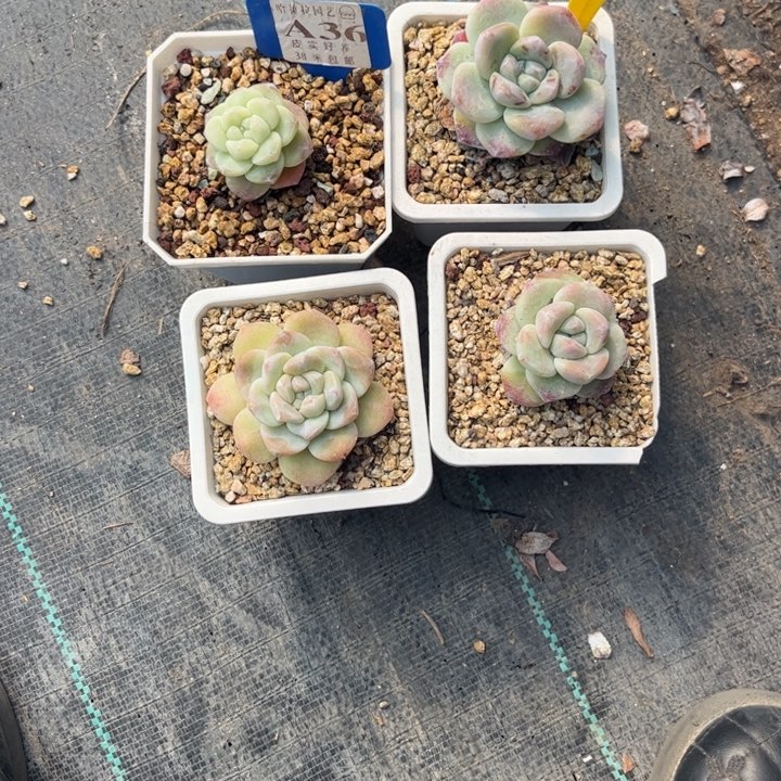 ?*一多肉植物1111冰玉