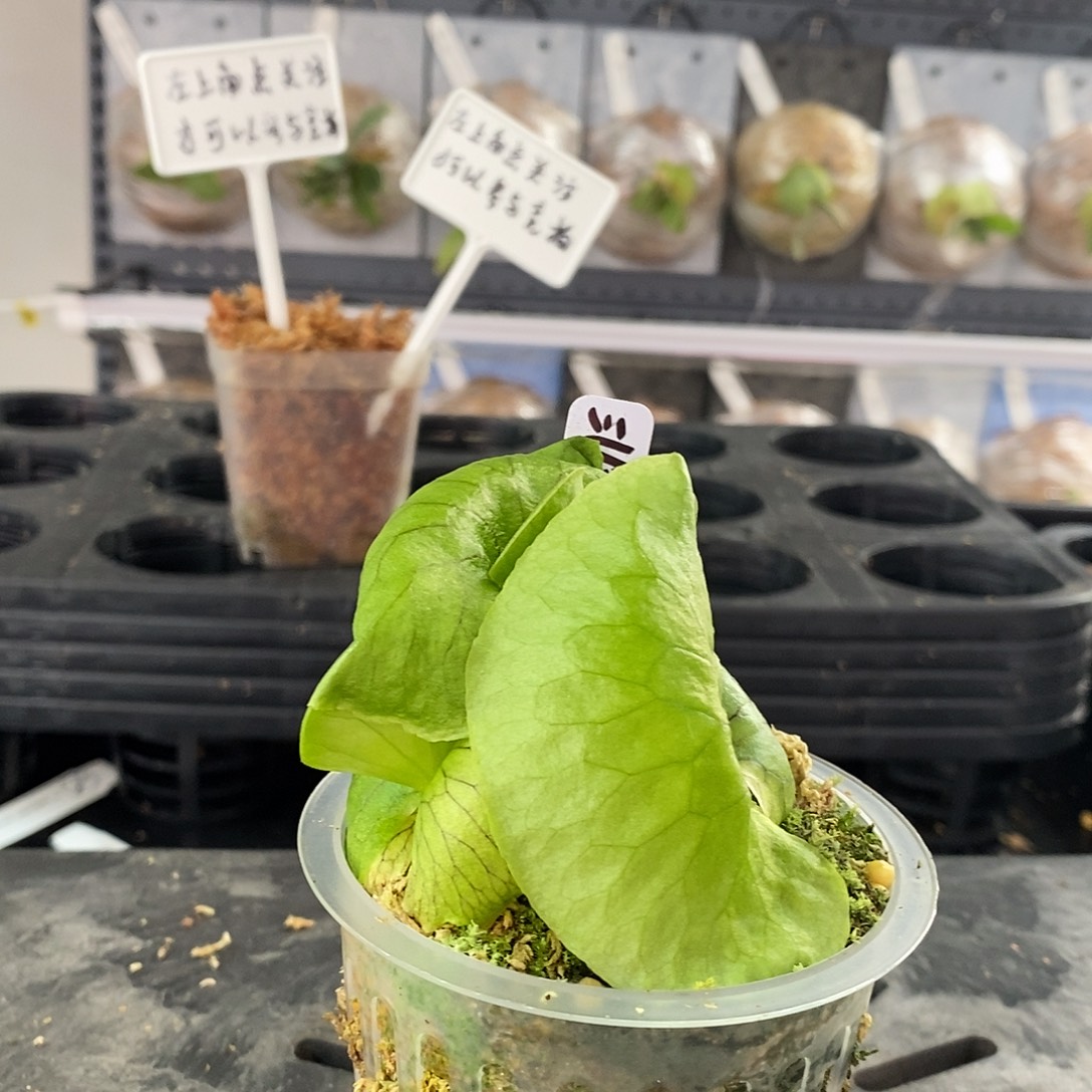 无花朵鹿角蕨非猴