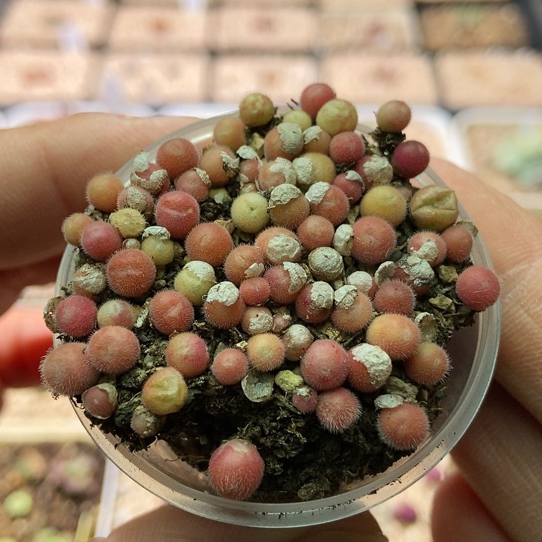 紫毛球100颗二蜕苗子脱土发货包邮