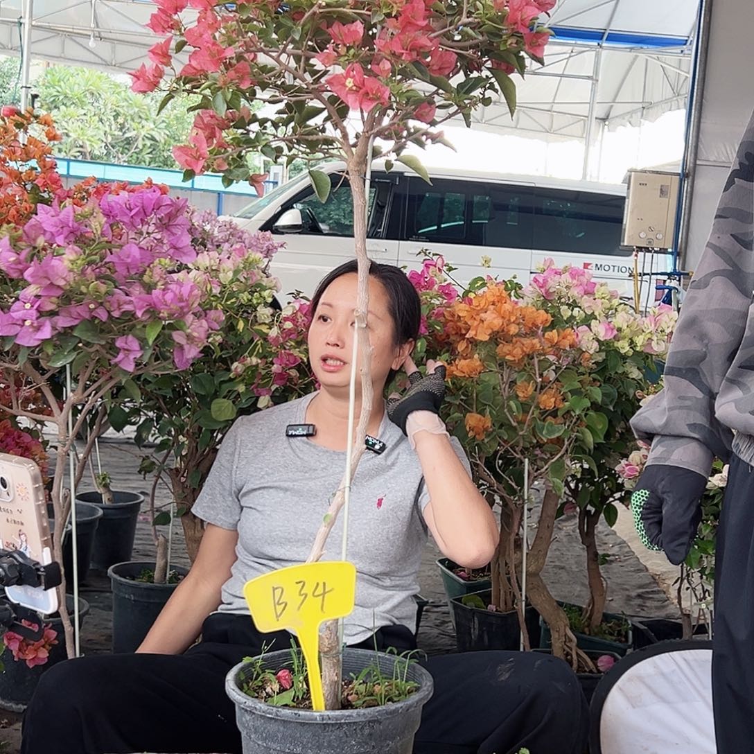 水***墨大部分花苞少量开放B34棒棒糖
