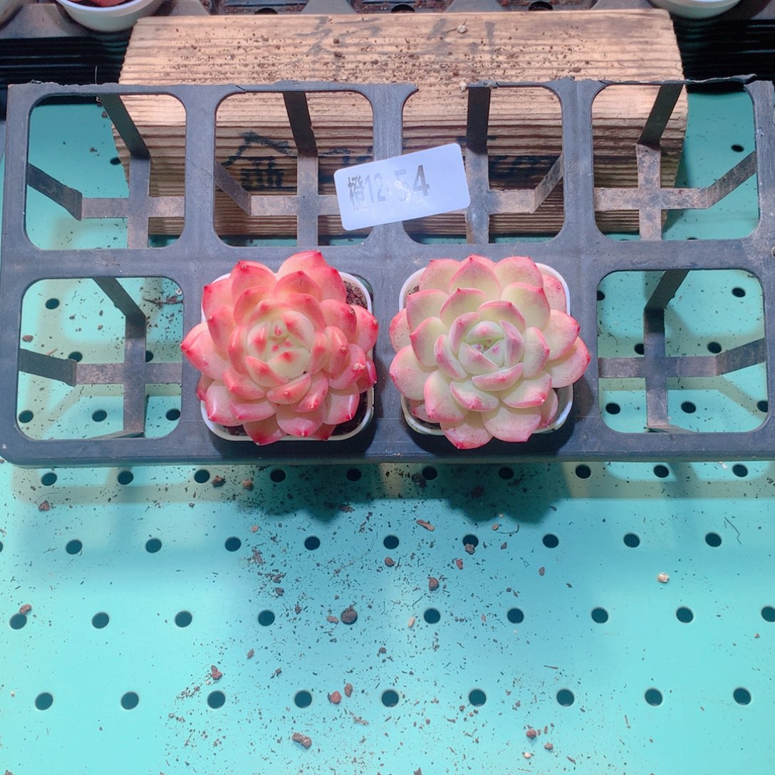 12-54一物一拍多肉带盆2颗