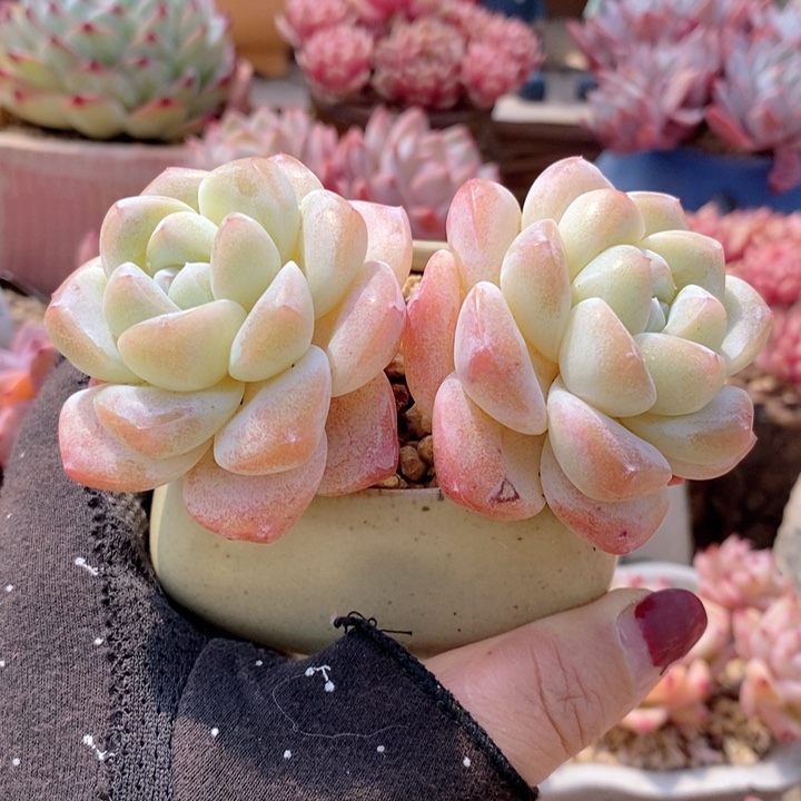 冰玉 韩货精品1122