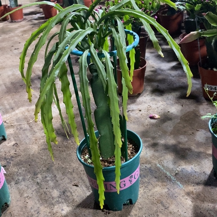 大部分花苞少量开放?****396菲菲拉