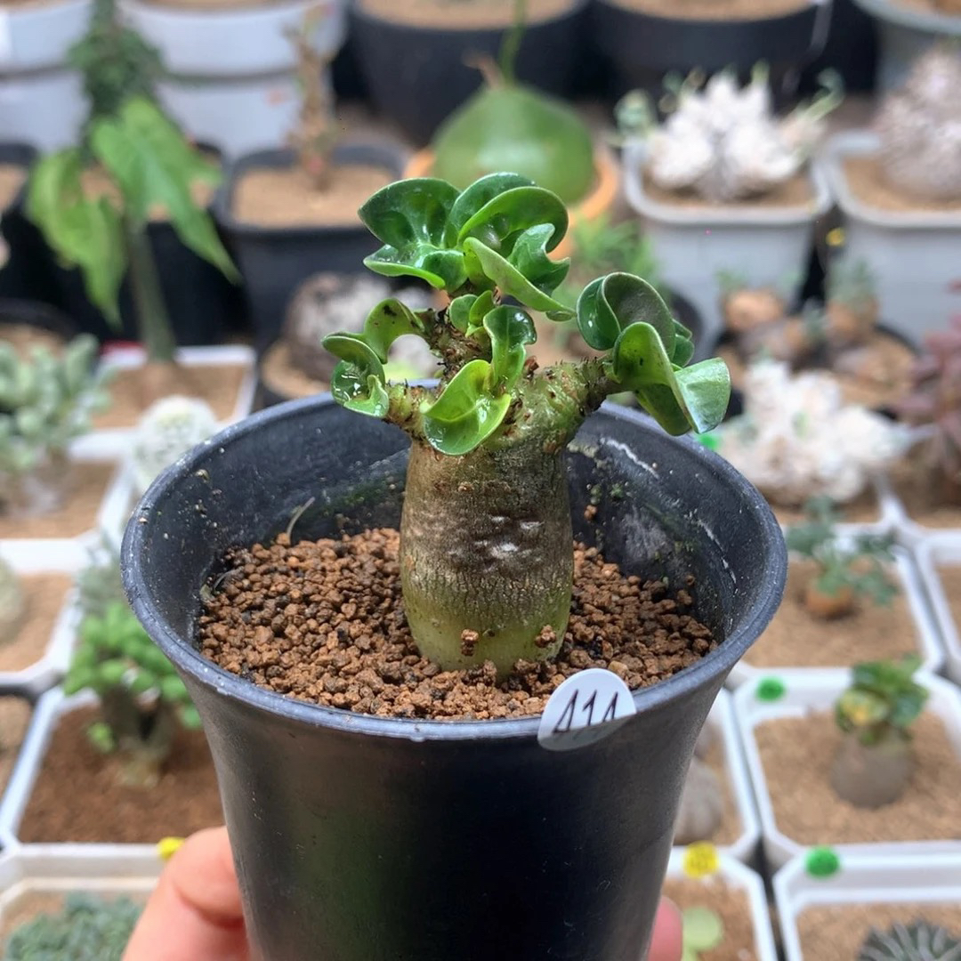 羊角沙漠玫瑰带盆有老伤