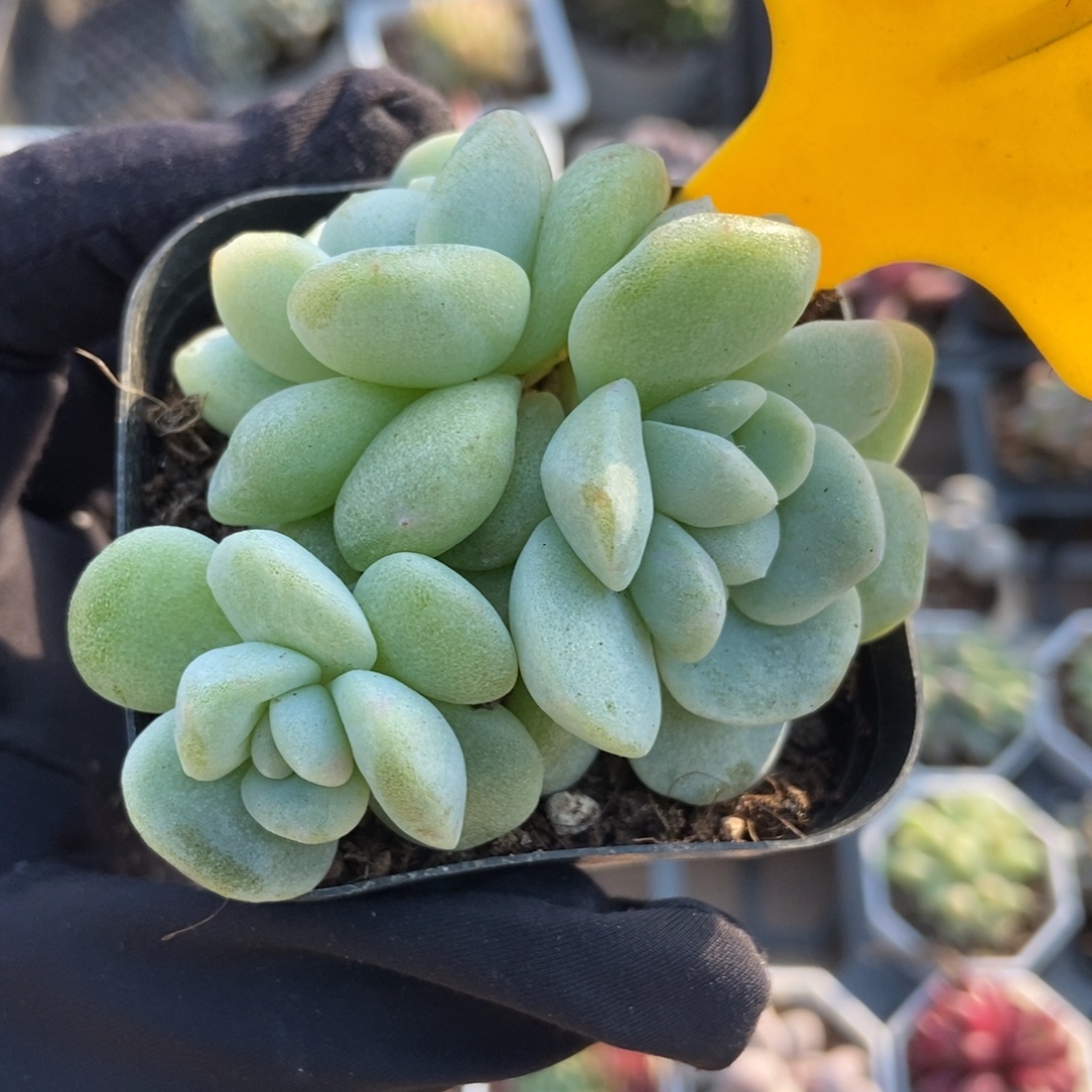 1613冰玉石化多肉植物