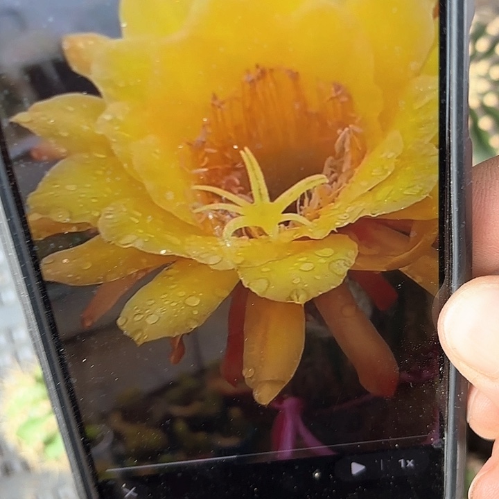 碧玉皇冠毛20包邮仙人球瑕2