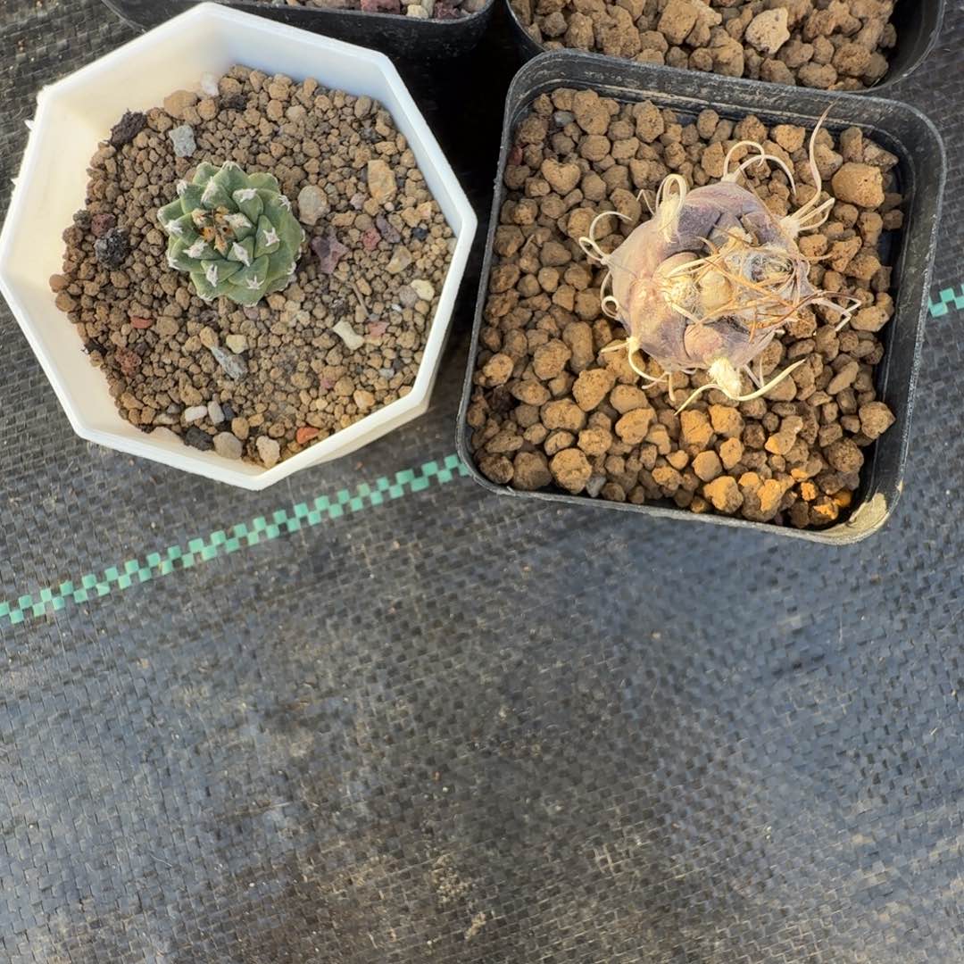 夏*被391实生567娇丽两颗